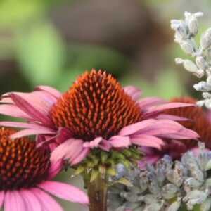 Echinacea